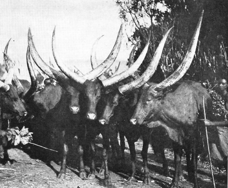 Ganado en Ruanda-Urundi, 1942
