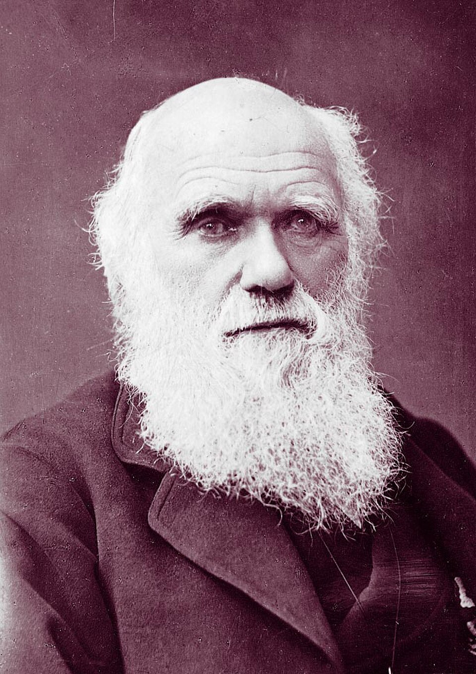 File:Charles Darwin photograph by Herbert Rose Barraud, 1881.jpg