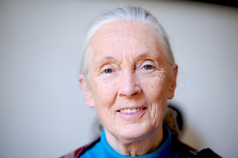 File:Jane Goodall 2010.jpg
