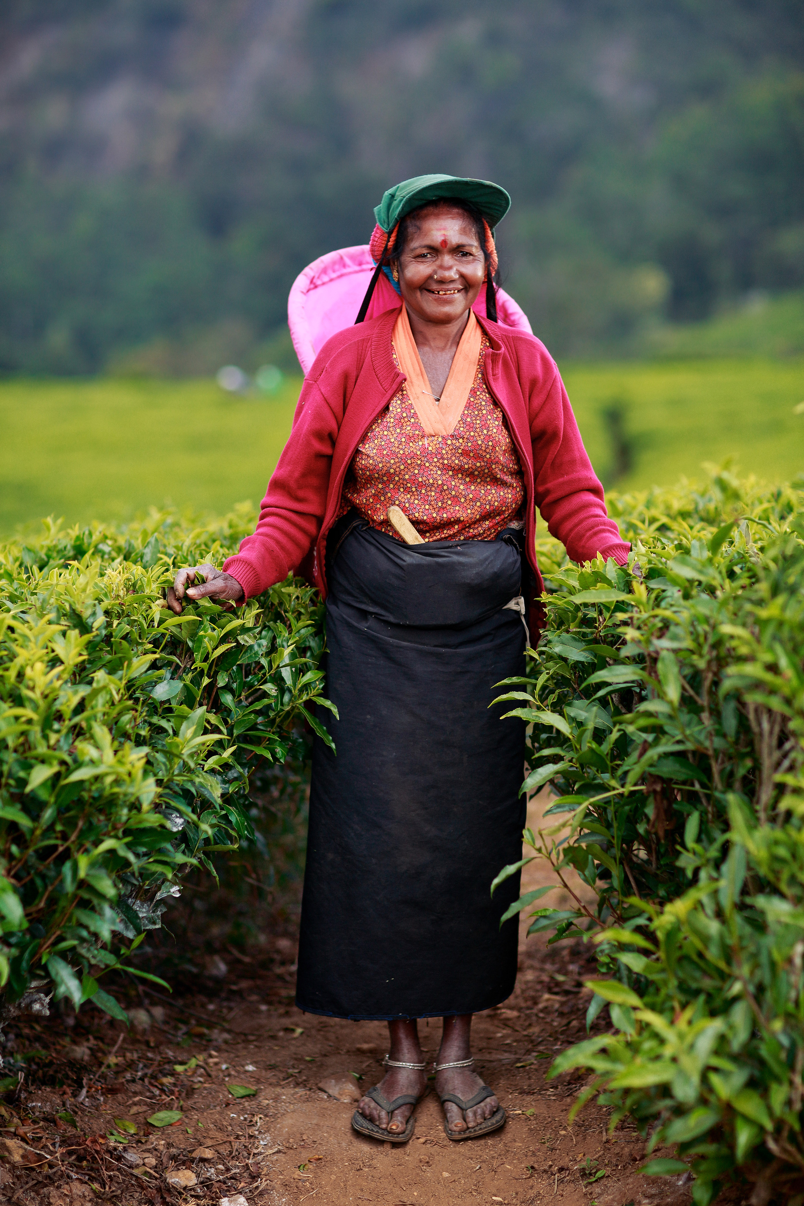 Plantación de té en Sri Lanka